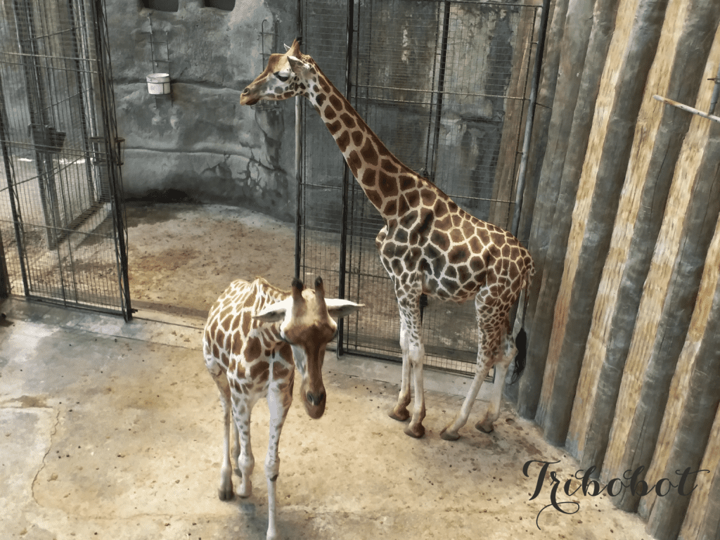 Exploring Avilon Zoo Rizal with a Toddler3