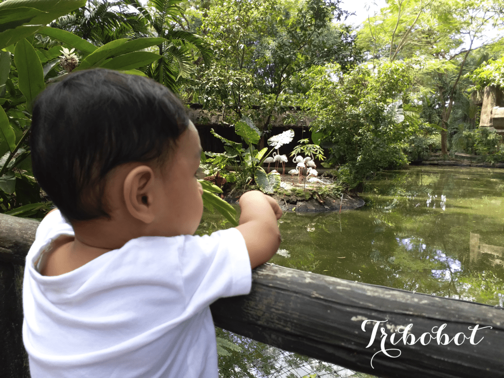 Exploring Avilon Zoo Rizal with a Toddler
